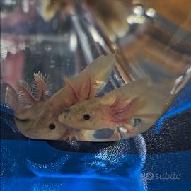Axolotl