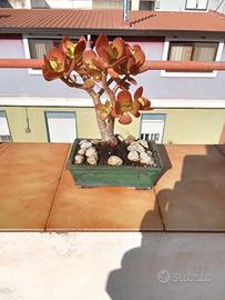  bonzai albero di Giada 