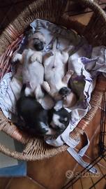 Chihuahua maschietti e una femminuccia
