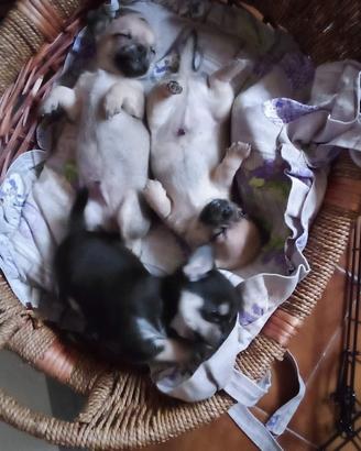 Chihuahua maschietti e una femminuccia
