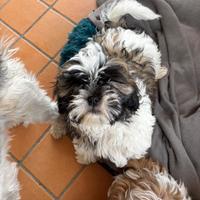 Cuccioli Shitzu di razza