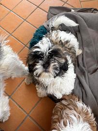 Cuccioli Shitzu di razza