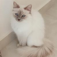 Per accoppiamento Sacro di Birmania