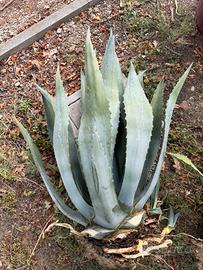 Agave gigante