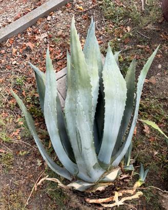 Agave gigante