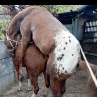 Monta Stalloni Qarter Appalloosa