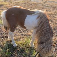 Pony pezzato 90 centimetri