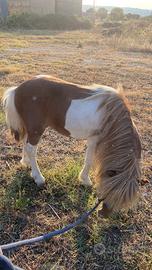 Pony pezzato 90 centimetri