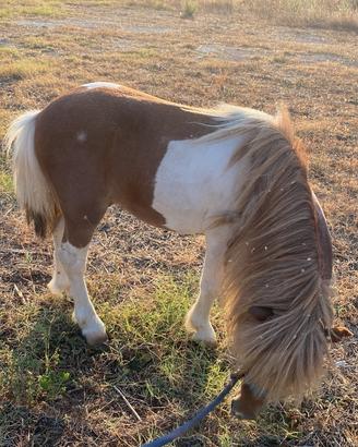 Pony pezzato 90 centimetri