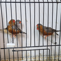 Diamante mandarino e canarini