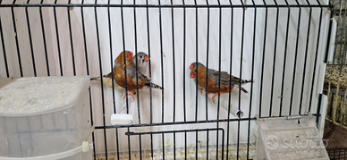 Diamante mandarino e canarini