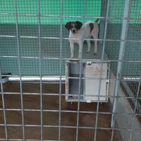 Cane da tartufo lagotto