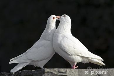 Colombe bianche e pavoncelle