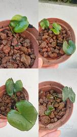 Ninfea rustica fiore rosa