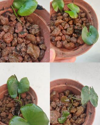 Ninfea rustica fiore rosa