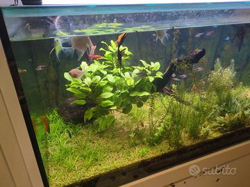 Acquario