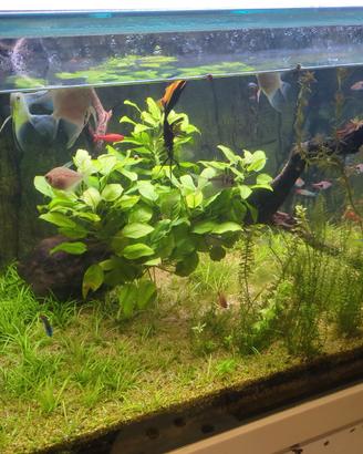 Acquario