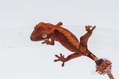 Geco Ciliatus halloween