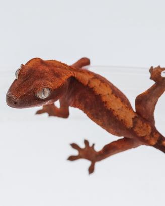 Geco Ciliatus halloween