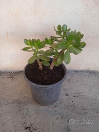 Pianta Giada 