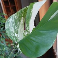 GRATIS PIANTE DA INTERNO RARE E INTROVABILI