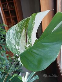 GRATIS PIANTE DA INTERNO RARE E INTROVABILI