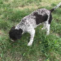 Lagotto maschio