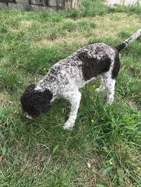 Lagotto maschio