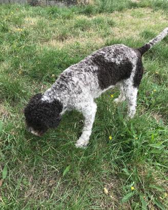 Lagotto maschio