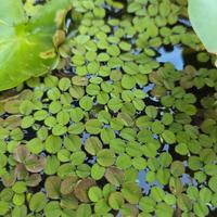 Salvinia Natans