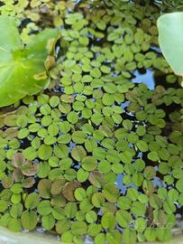 Salvinia Natans
