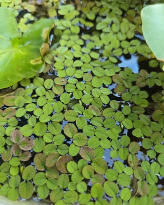 Salvinia Natans