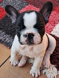 French Bulldog Puppy