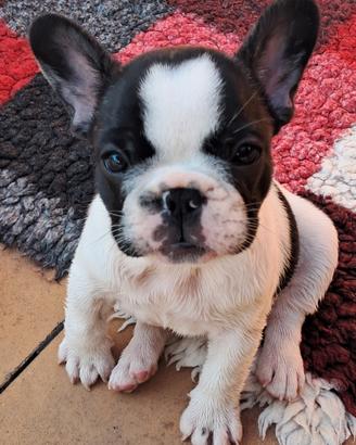 French Bulldog Puppy