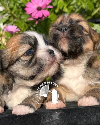 Maltipoo Barboncino Lhasa Apso - Tre Quarti di Lun