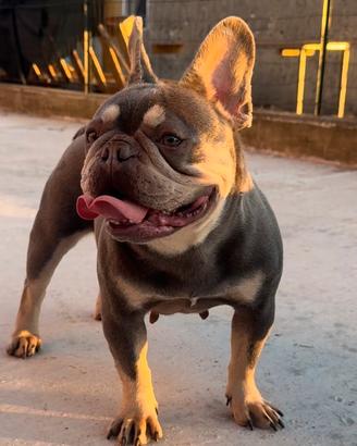 Bulldog francese/Femminuccia/Lillac/Recupe Spese