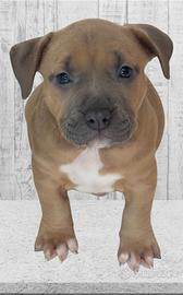 Pitbull