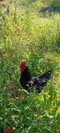 Gallo livornese nero