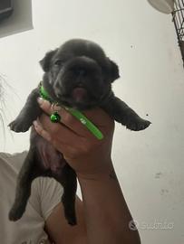 Buldog francesi
