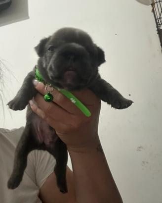 Buldog francesi