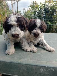 Cuccioli di Lagotto con Pedigree