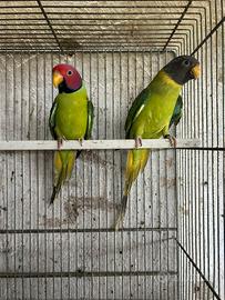 Parrocchetti testa di prugna