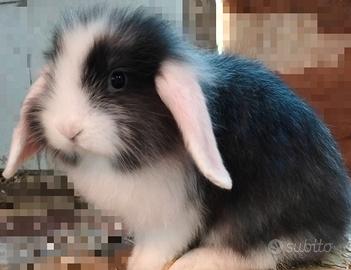 Cuccioli coniglio ariete 