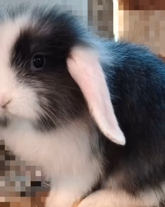 Cuccioli coniglio ariete 