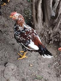 Gallo millefiori di lonigo