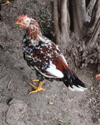 Gallo millefiori di lonigo