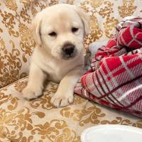 Cucciolo di Labrador Retriever