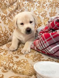 Cucciolo di Labrador Retriever