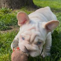 Bulldog francese fluffy e big rope alta genealogia