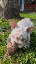 Bulldog francese fluffy e big rope alta genealogia